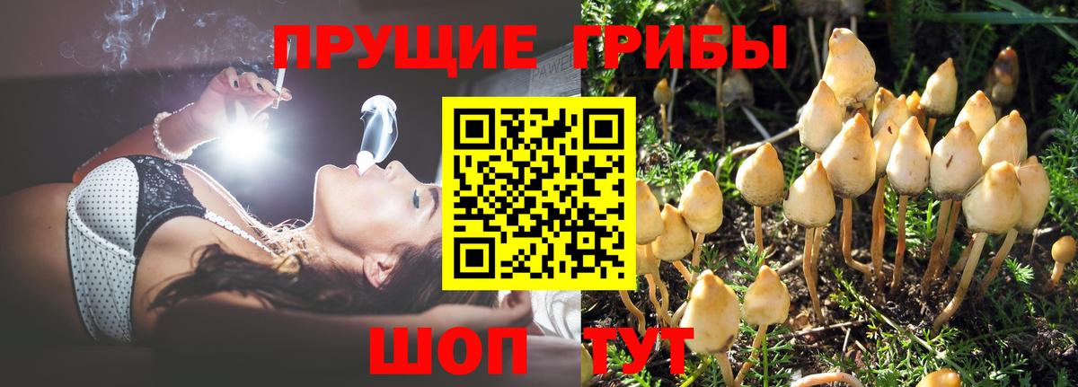 Псилоцибиновые грибы Psilocybine cubensis Миллерово